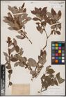 Foto von Salix caprea L. x Salix daphnoides Vill.